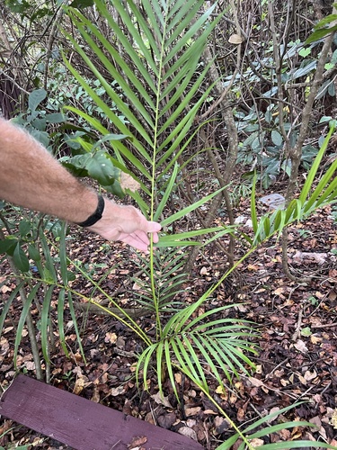Areca observed 2026-10-23