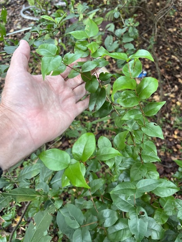 Eugenia uniflora observed 2026-10-23