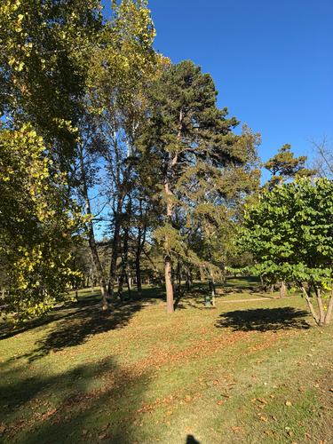 Pinus echinata, 2026-10-23