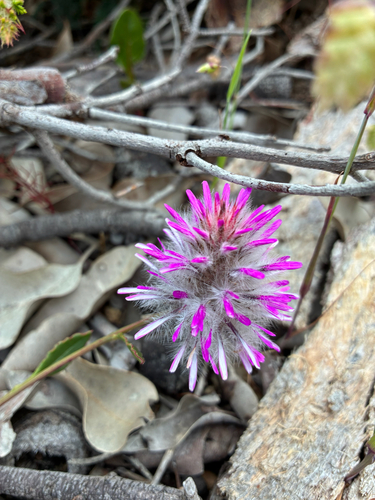 Ptilotus manglesii observed 2026-10-23
