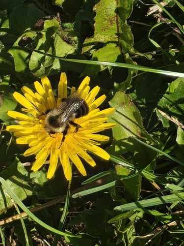 Common Eastern Bumble Bee photograph by the iNaturalist community