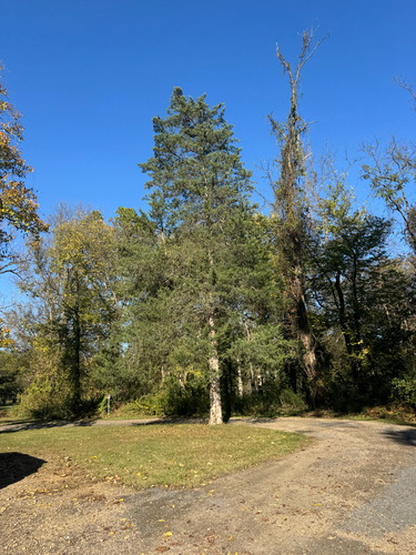 eastern redcedar photograph by the iNaturalist community