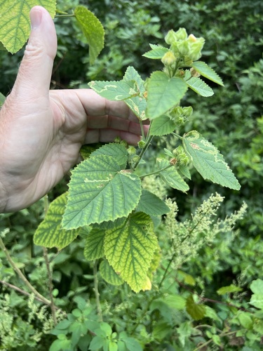 Sida cordifolia observed 2026-10-23
