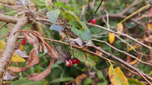 bittersweet nightshade photograph by the iNaturalist community