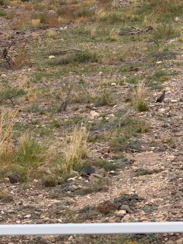 Scaled Quail