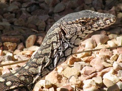 Varanus giganteus