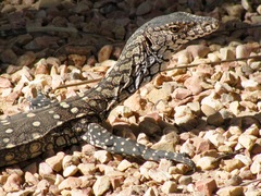 Varanus giganteus
