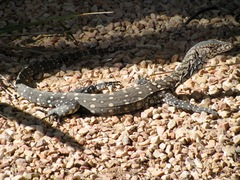 Varanus giganteus