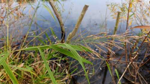 common reed photograph by the iNaturalist community