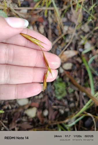 Bromus carinatus observed 2026-10-09