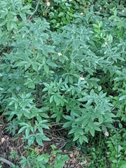 Vitex agnus-castus