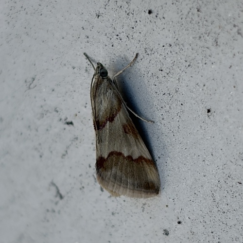 Rufous-banded Crambid Moth