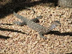 Varanus giganteus