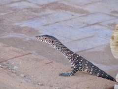 Varanus giganteus