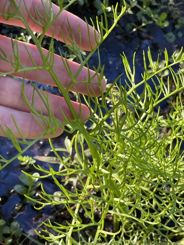 Ceratopteris thalictroides observed 2026-10-23
