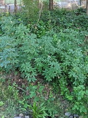 Vitex agnus-castus