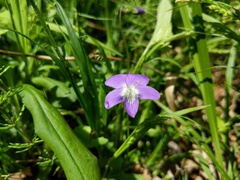 Viola novae-angliae