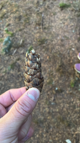 Douglas-fir photograph by the iNaturalist community