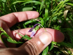 Viola novae-angliae