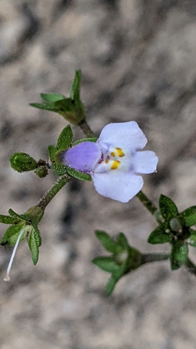 Mazus pumilus observed 2026-10-22