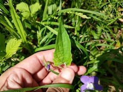 Viola novae-angliae