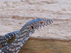 Varanus giganteus