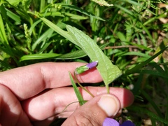 Viola novae-angliae