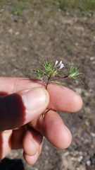 Navarretia tagetina