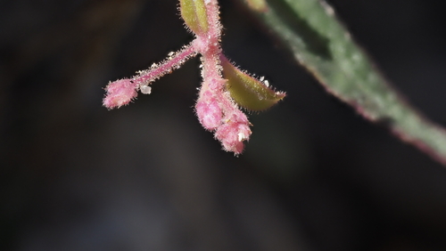 Boerhavia triquetra intermedia