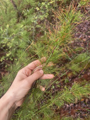 Baloskion tetraphyllum observed 2026-10-23