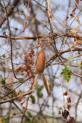 Amphilophium