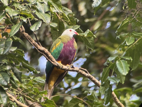 Ptilinopus magnificus observed 2026-10-22
