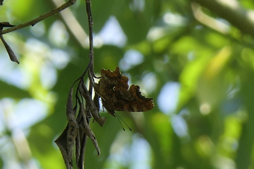 European Comma photograph by the iNaturalist community