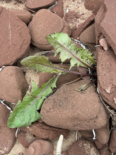 common dandelion photograph by the iNaturalist community