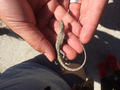 Urosaurus graciosus