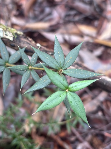 Alyxia ruscifolia observed 2026-10-23