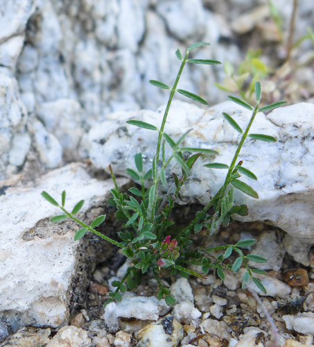 Astragalus nuttallianus cedrosensis