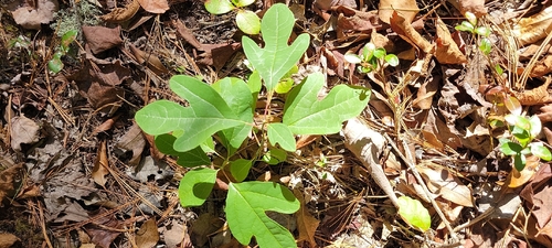 sassafras photograph by the iNaturalist community