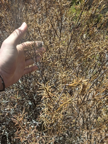 Dracophyllum subulatum observed 2026-10-21