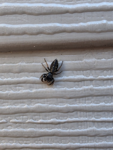 Ribbon Jumping Spider