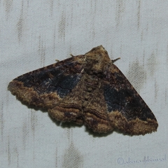 Pericyma cruegeri