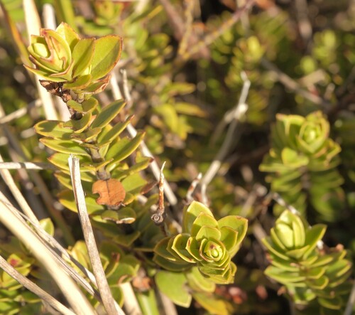Veronica canterburiensis observed 2026-10-20