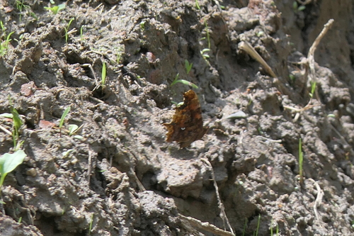 European Comma photograph by the iNaturalist community