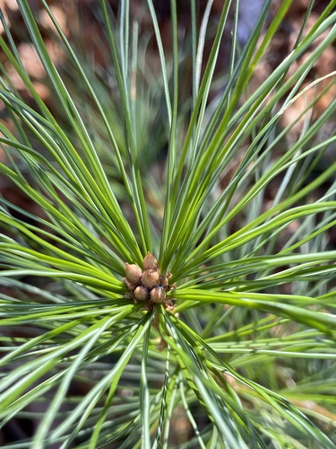 eastern white pine photograph by the iNaturalist community