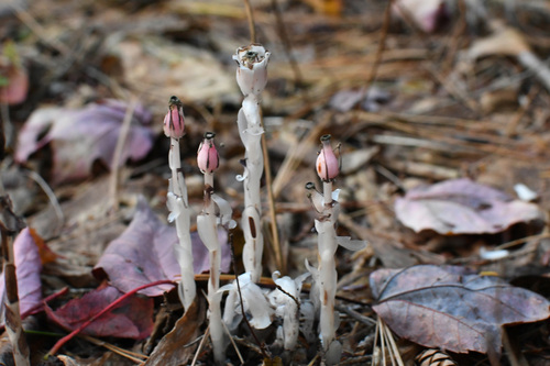 Ghost Pipe photograph by the iNaturalist community