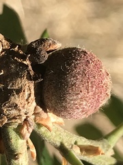Burnettweldia washingtonensis