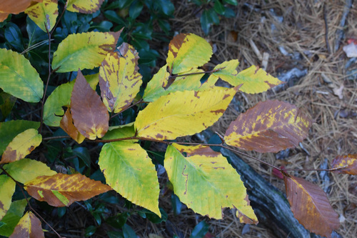 American beech photograph by the iNaturalist community