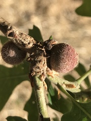 Burnettweldia washingtonensis