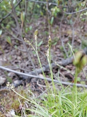 Carex concinna