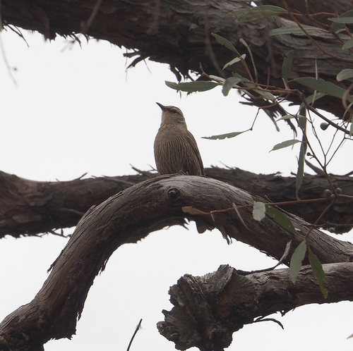 Climacteris picumnus observed 2026-10-23